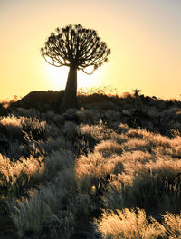 Silhouette tree on field against sky during sunset