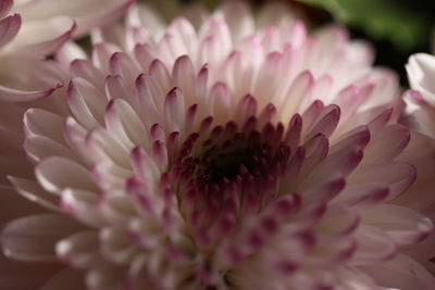 Close-up of pink flower