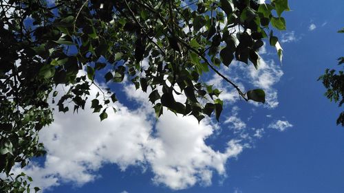 Low angle view of tree against blue sky