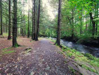 Trees in forest