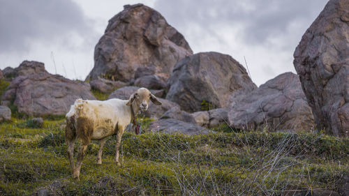 View of sheep on rock against sky