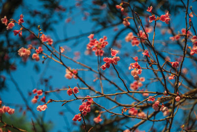 Close-up of red flowering plant