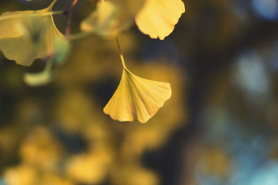 Close-up of yellow flowering plant