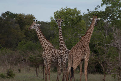 Giraffe by tree against sky