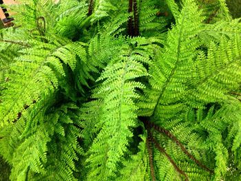 Close-up of leaves