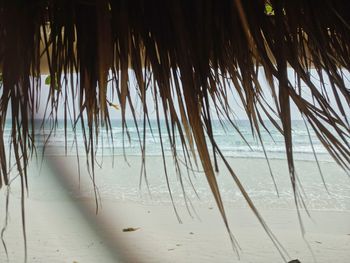 Palm trees on beach against sky