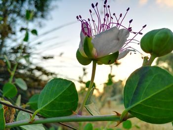 Close-up of flowering plant