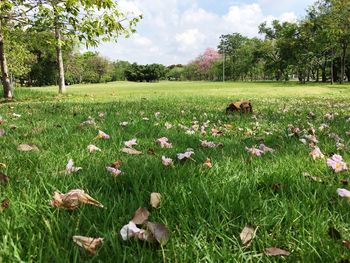 View of flowers growing in field