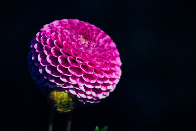 Close-up of pink rose against black background