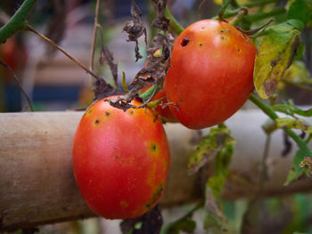 Close-up of tomatoes on plant