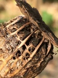 Close-up of lizard on tree stump