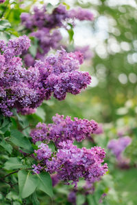 Close-up of pink flowering plant