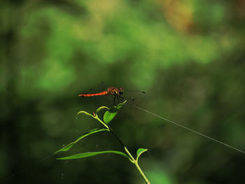 Close-up of insect on plant