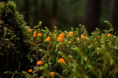 Close-up of plants