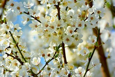 Low angle view of cherry blossoms