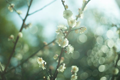 Close-up of plum blossoms on branch