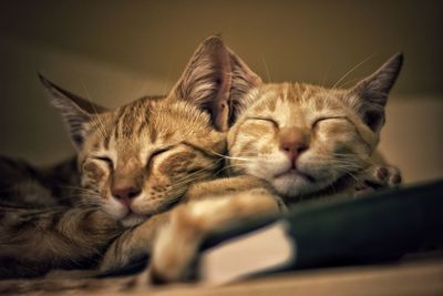 Close-up of a sleeping cat