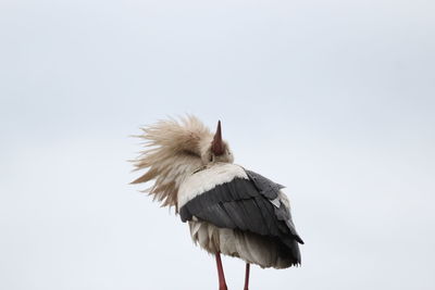 Bird against clear sky