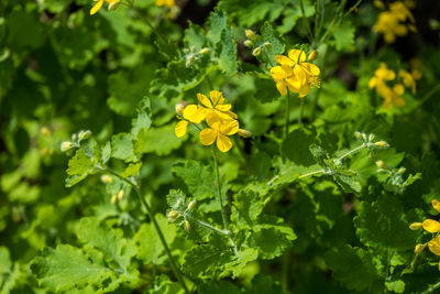plant