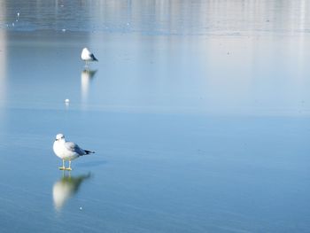 Seagull perching on lake