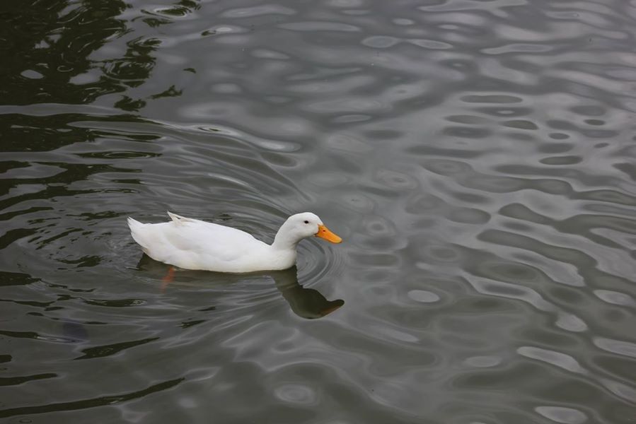 BIRDS IN WATER