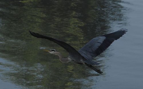 Bird flying over lake