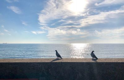 Seagulls on sea shore against sky