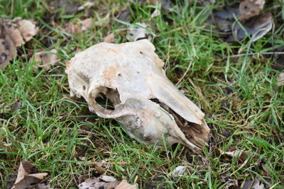 Close-up of animal skull on field