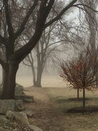 Bare trees on landscape