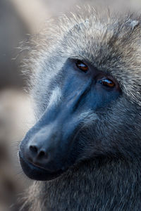 Close-up of eye