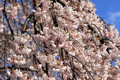 Low angle view of cherry blossom tree