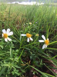 Close-up of flowers blooming on field