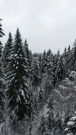 Pine trees in forest against sky during winter