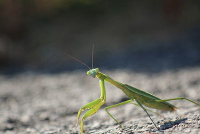 Close-up of insect