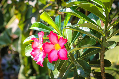 Close-up of pink hibiscus blooming outdoors