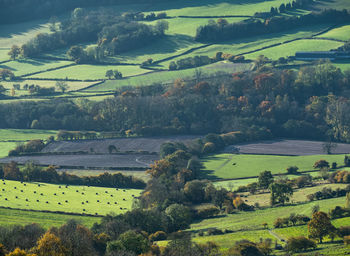 High angle view of agricultural field