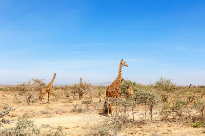 Flock of giraffes on a dry savannah