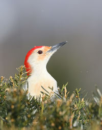 Close-up of a bird