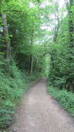 Footpath amidst trees in forest