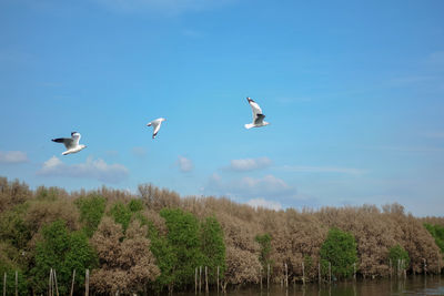 Birds flying over trees against sky