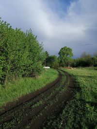 Plants growing on field against sky