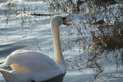 Close-up of swan swimming in lake