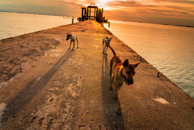 Dog on the beach