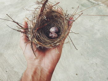 Close-up of hand holding nest