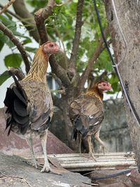 View of birds on tree trunk