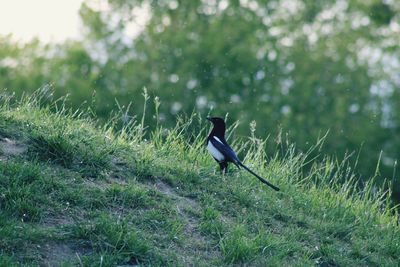 Bird perching on a field