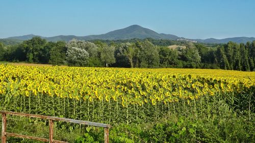 Scenic view of landscape with endless sunflower field against forest and mountain range