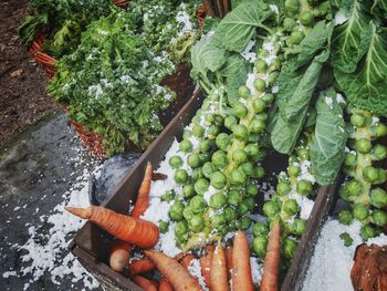 High angle view of carrots and brussels sprouts in container during winter