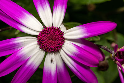 Close-up of pink flower