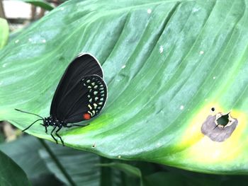 Close-up of butterfly on leaf